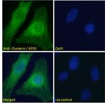 Apolipoprotein J Antibody in Immunocytochemistry (ICC/IF)