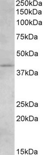 CNR2 Antibody in Western Blot (WB)