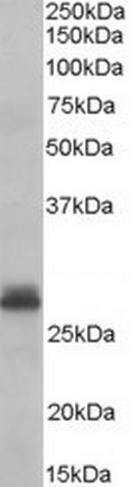 TAZ Antibody in Western Blot (WB)