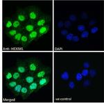 HEXIM1 Antibody in Immunocytochemistry (ICC/IF)