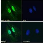 HEXIM1 Antibody in Immunocytochemistry (ICC/IF)