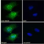 Monoamine Oxidase B Antibody in Immunocytochemistry (ICC/IF)