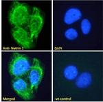 NTN1 Antibody in Immunocytochemistry (ICC/IF)