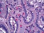 NTN1 Antibody in Immunohistochemistry (Paraffin) (IHC (P))