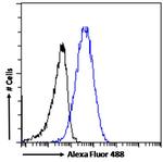 KPNB1 Antibody in Flow Cytometry (Flow)