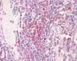 RPS19 Antibody in Immunohistochemistry (Paraffin) (IHC (P))