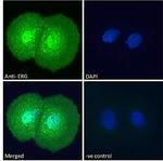 ERG Antibody in Immunocytochemistry (ICC/IF)