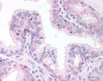 ERG Antibody in Immunohistochemistry (Paraffin) (IHC (P))