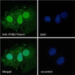 IFT88 Antibody in Immunocytochemistry (ICC/IF)