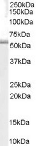 TRAF1 Antibody in Western Blot (WB)