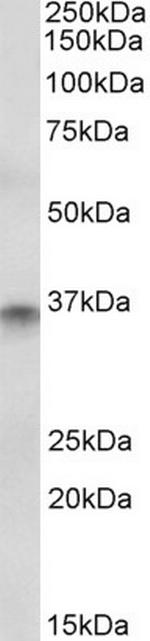 CDX2 Antibody in Western Blot (WB)