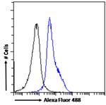 LEF1 Antibody in Flow Cytometry (Flow)