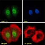 LEF1 Antibody in Immunocytochemistry (ICC/IF)