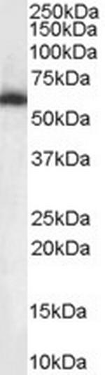 NONO Antibody in Western Blot (WB)