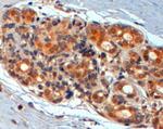 WNT3 Antibody in Immunohistochemistry (Paraffin) (IHC (P))