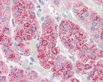 WNT3 Antibody in Immunohistochemistry (Paraffin) (IHC (P))