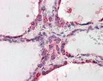 WNT3 Antibody in Immunohistochemistry (Paraffin) (IHC (P))