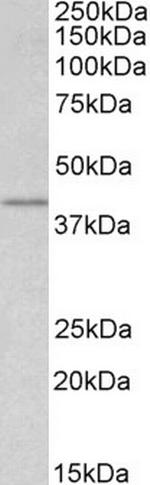 WNT3 Antibody in Western Blot (WB)