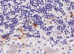 IBA1 Antibody in Immunohistochemistry (Paraffin) (IHC (P))