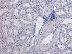 Catalase Antibody in Immunohistochemistry (Paraffin) (IHC (P))