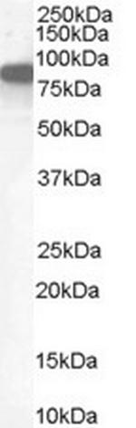 Ezrin Antibody in Western Blot (WB)