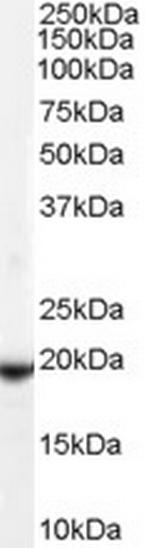 GPX4 Antibody in Western Blot (WB)