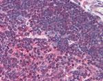 Munc13-4 Antibody in Immunohistochemistry (Paraffin) (IHC (P))