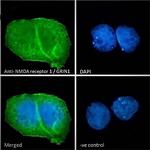 NMDAR1 Antibody in Immunocytochemistry (ICC/IF)