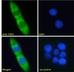 FXR1 Antibody in Immunocytochemistry (ICC/IF)