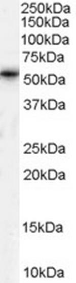 PTEN2 Antibody in Western Blot (WB)