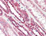 TSPO Antibody in Immunohistochemistry (Paraffin) (IHC (P))