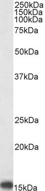 TSPO Antibody in Western Blot (WB)