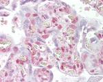 XLF Antibody in Immunohistochemistry (Paraffin) (IHC (P))