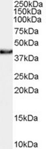 XLF Antibody in Western Blot (WB)