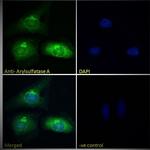 Arylsulfatase A Antibody in Immunocytochemistry (ICC/IF)