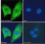 SLC7A11 Antibody in Immunocytochemistry (ICC/IF)