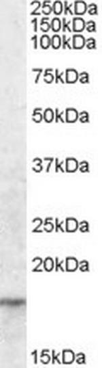 AGR2 Antibody in Western Blot (WB)