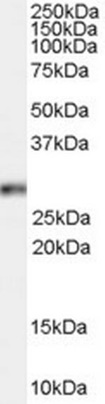 HOXB13 Antibody in Western Blot (WB)