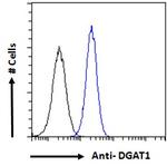 DGAT1 Antibody in Flow Cytometry (Flow)