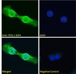 ITCH Antibody in Immunocytochemistry (ICC/IF)