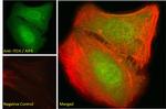 ITCH Antibody in Immunocytochemistry (ICC/IF)