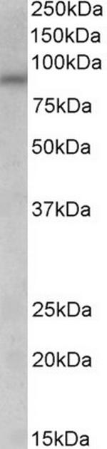 AVPR1A Antibody in Western Blot (WB)