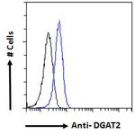 DGAT2 Antibody in Flow Cytometry (Flow)