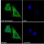 Neuroligin 2 Antibody in Immunocytochemistry (ICC/IF)