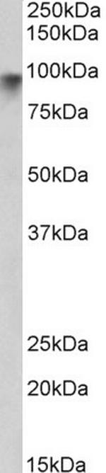 Neuroligin 2 Antibody in Western Blot (WB)