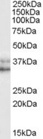 Nanog Antibody in Western Blot (WB)