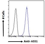 ASS1 Antibody in Flow Cytometry (Flow)