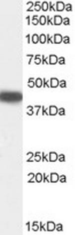 SERPINB9 Antibody in Western Blot (WB)