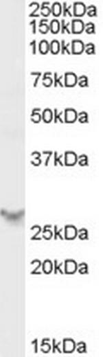 PSME2 Antibody in Western Blot (WB)