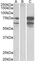 NRXN1 Antibody in Western Blot (WB)